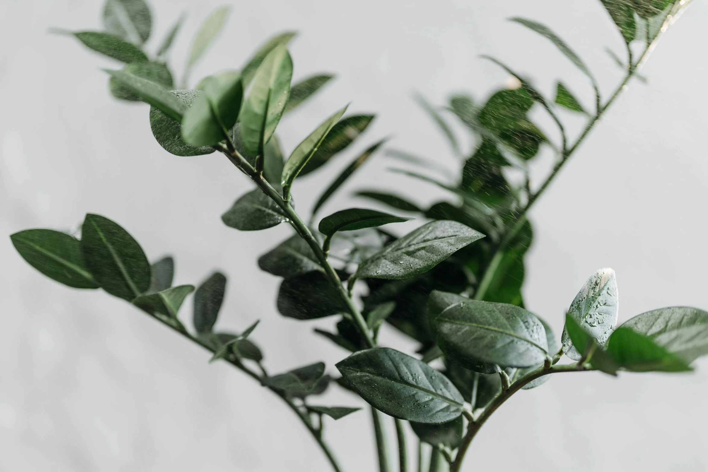 a close up of a plant in a vase, trending on pexels, in laurel wreath, on grey background, myrtle, multiple layers