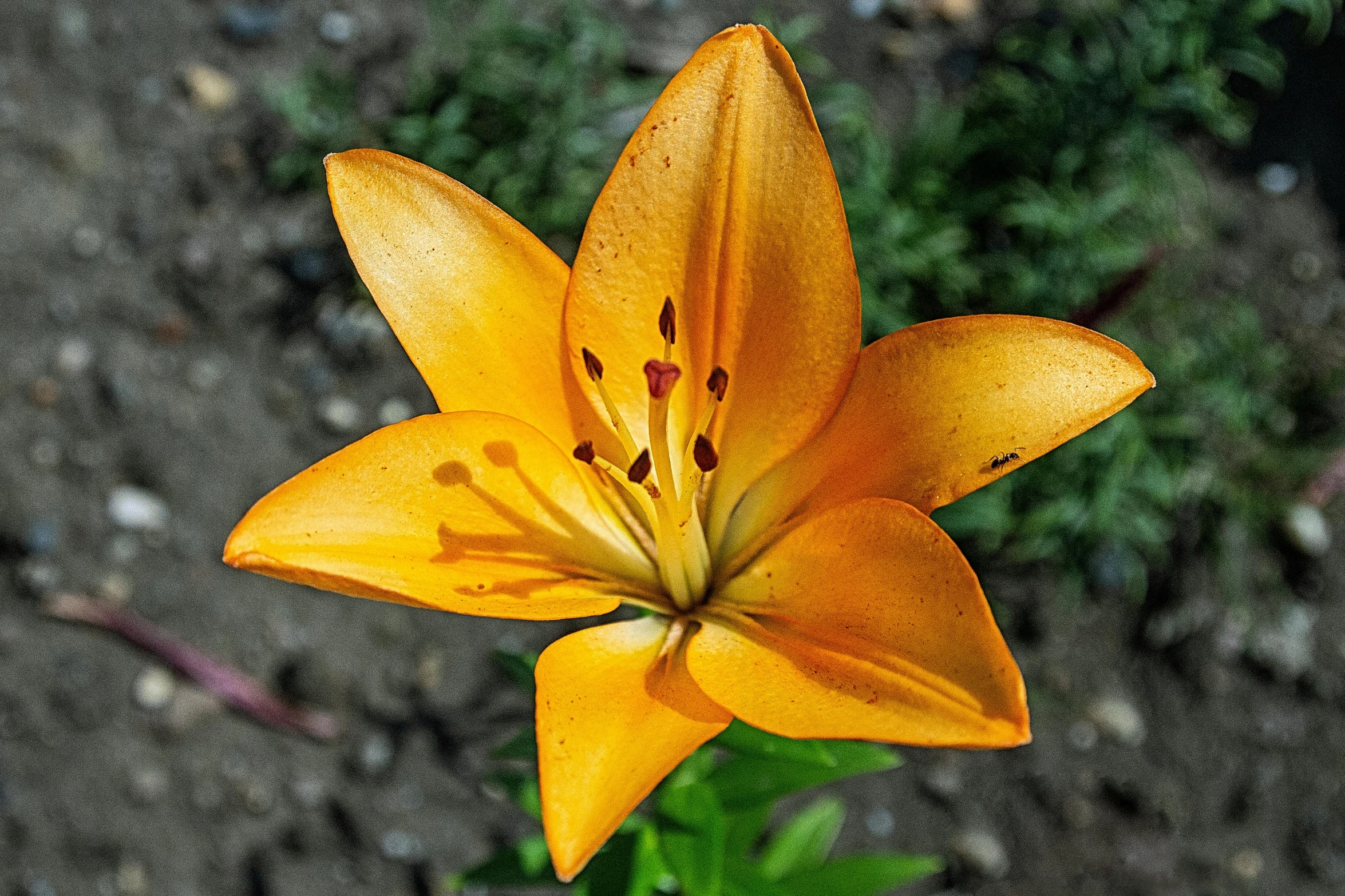 a close up of a flower on a plant, lilies, vibrant but dreary gold, slightly tanned, exterior shot