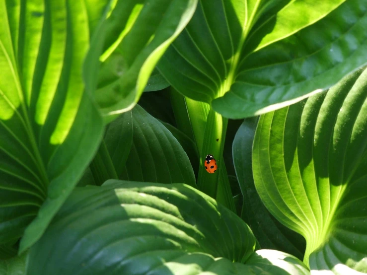 a ladybug sitting on top of a green leafy plant, a photo, pexels, renaissance, green lily pads, lurking in the shadows, verdant plants green wall, viewed from behind