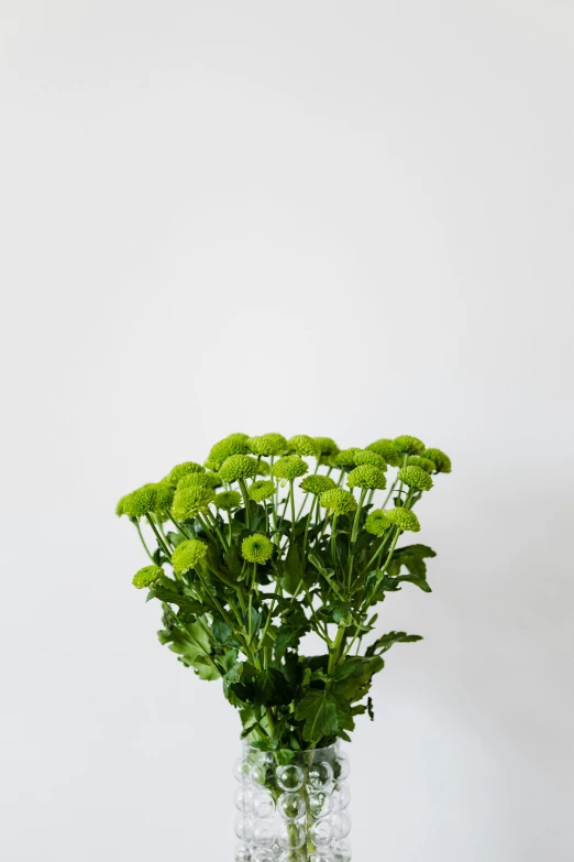 a vase filled with green flowers sitting on a table, profile view perspective, eagle coral, commercially ready, chrysanthemums