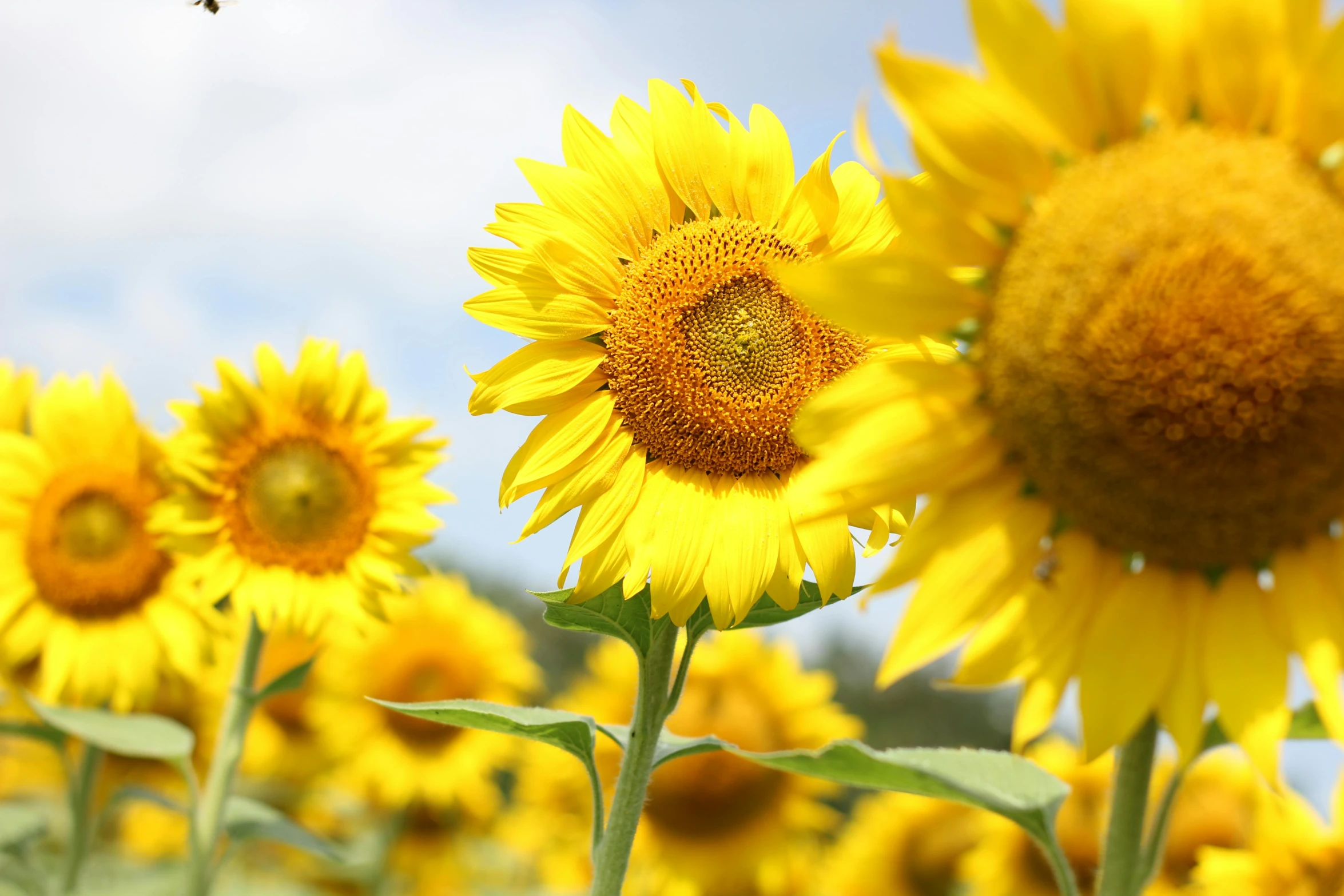 a bee flying over a field of sunflowers, pexels, slide show, yellow sunshine, grey, a brightly coloured