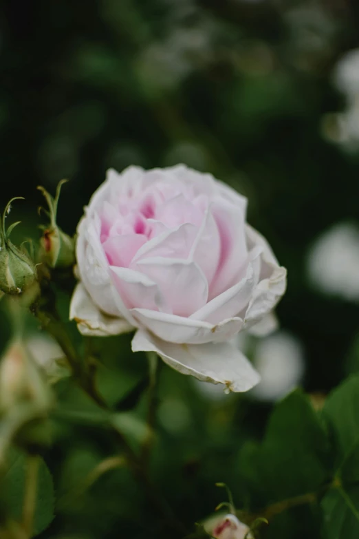 a pink rose blooming in a garden, inspired by Charlotte Nasmyth, unsplash, detailed white, slight overcast, mint, lush surroundings
