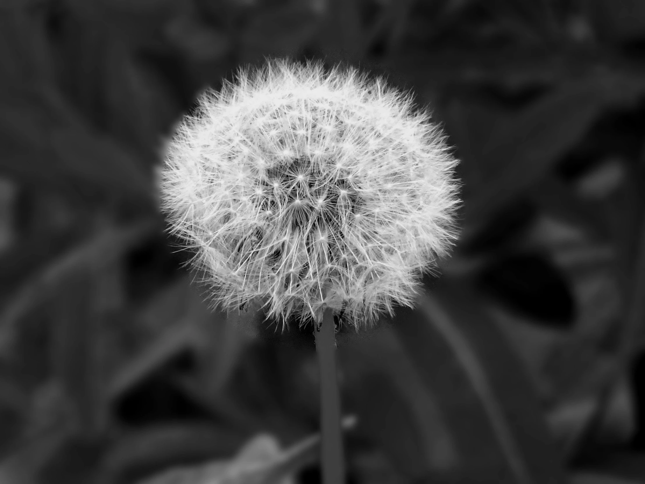a black and white photo of a dandelion, a black and white photo, by Maurycy Gottlieb, unsplash, art photography, bushy moustache, from wheaton illinois, color splash, silver gelatin print