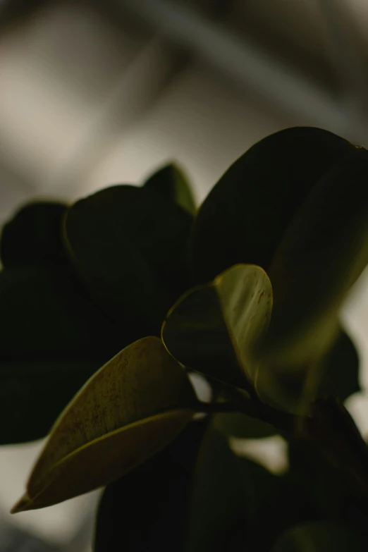 a close up of a plant with green leaves, trending on unsplash, photorealism, standing in a dimly lit room, grainy footage, curled perspective, low angle shot