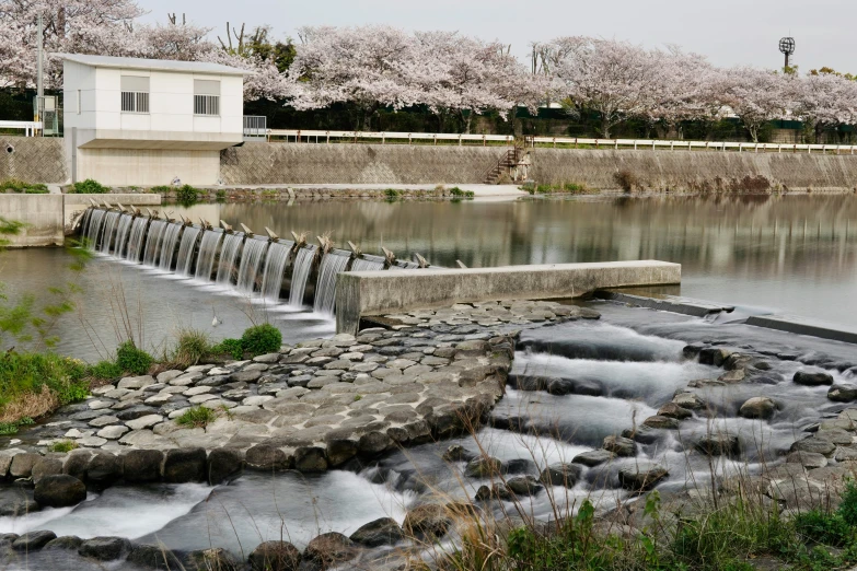 a small waterfall in the middle of a river, by Yasushi Sugiyama, terraced orchards and ponds, falling cherry blossom pedals, 2022 photograph, exterior shot