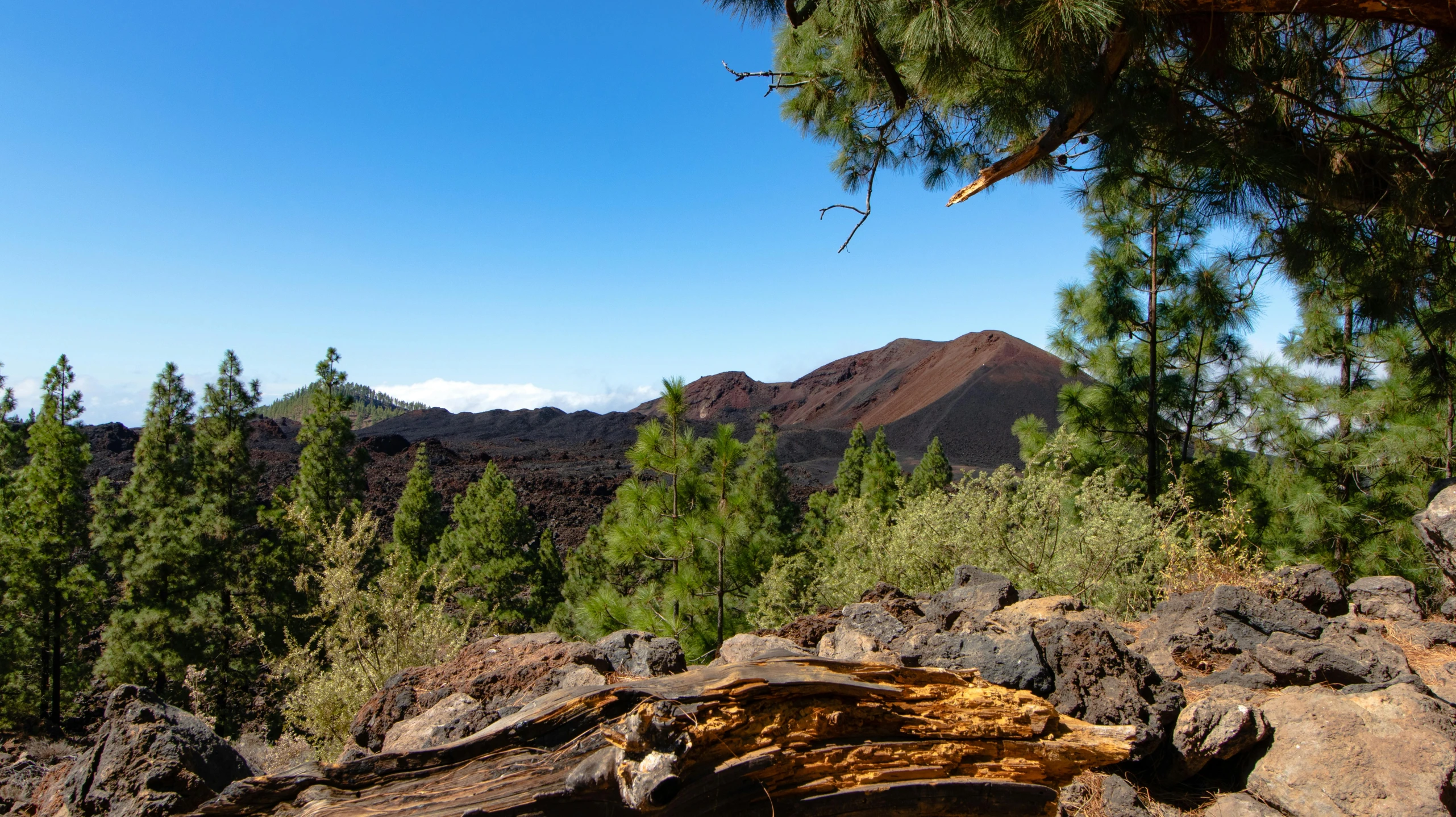 a rocky area with pine trees and mountains in the background, volcanic, múseca illil, brown, looking out