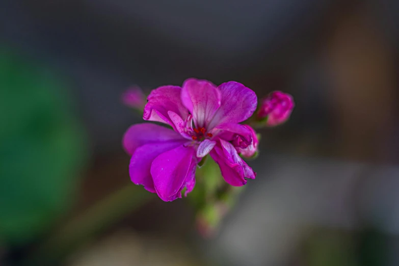 a close up of a flower with a blurry background, a macro photograph, by Joseph Severn, unsplash, photorealism, purple and pink, verbena, high quality photo, a high angle shot