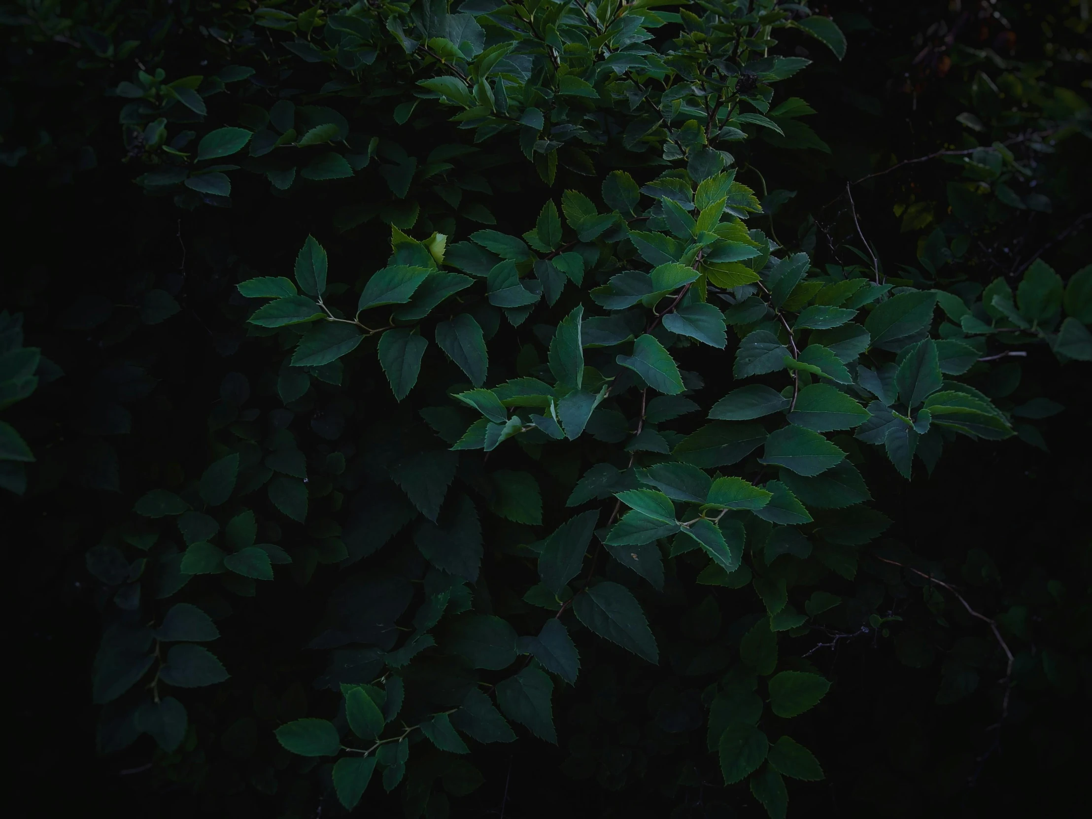 a fire hydrant sitting in the middle of a lush green forest, an album cover, inspired by Elsa Bleda, realism, large leaves, bill henson, ignant, night time photograph