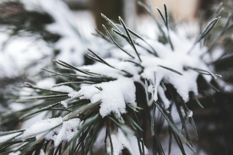 a close up of a pine tree covered in snow, by Carey Morris, trending on unsplash, against a winter garden, covered in salt, thumbnail, detail shot