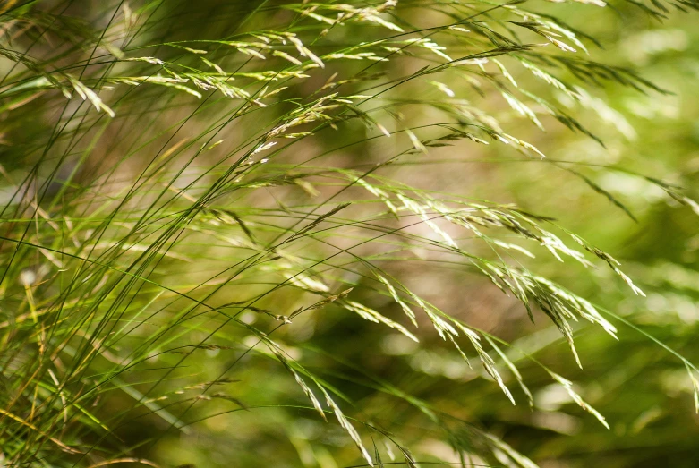 tall grass blowing in the wind on a sunny day, by David Simpson, hurufiyya, portrait image, twisting leaves, malt, green