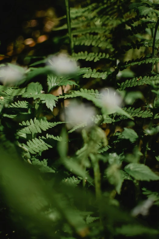 a close up of a plant with white flowers, psychedelic fern, shot with a arriflex 35 ii, muted green, miniature forest