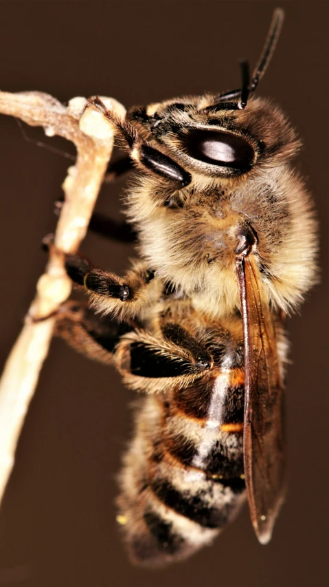 a close up of a bee on a twig, a macro photograph, by Robert Brackman, trending on pexels, hurufiyya, ap, highly detailed image, 2010s, ilustration