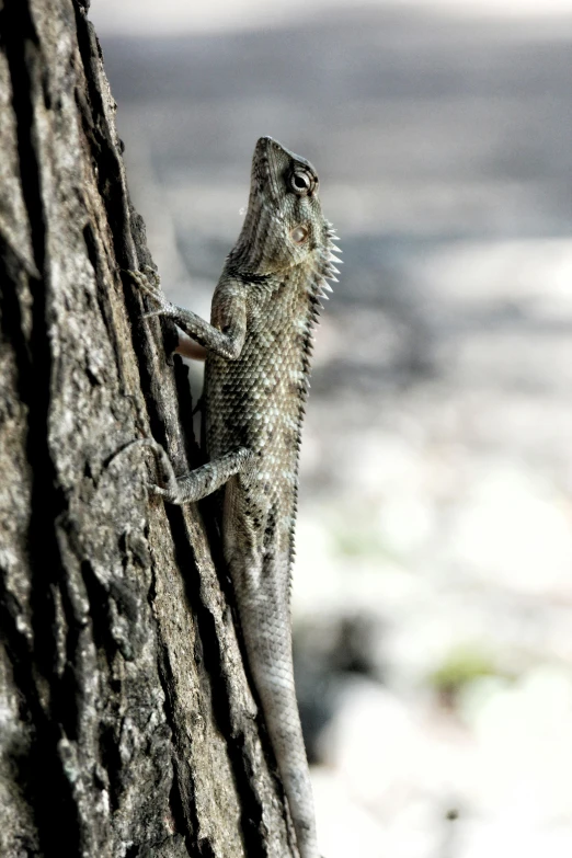 a lizard climbing up the side of a tree, large horned tail, grey, online, 1 male