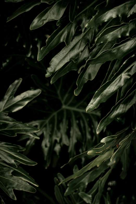 a black and white photo of a leafy plant, inspired by Elsa Bleda, unsplash contest winner, renaissance, in a deep lush jungle at night, olive green, alessio albi, tropical background