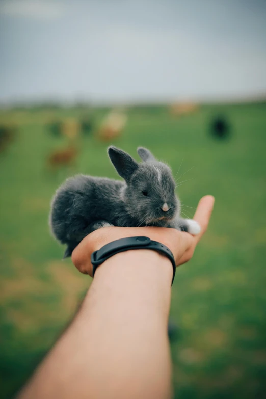 a person holding a small rabbit in their hand, pexels contest winner, instagram post, highly upvoted, center of picture, electrixbunny