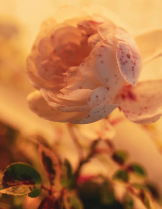 a close up of a flower in a vase, inspired by Frederick Goodall, unsplash, romanticism, soft lighting 8k, no cropping, goldenhour, laying on roses