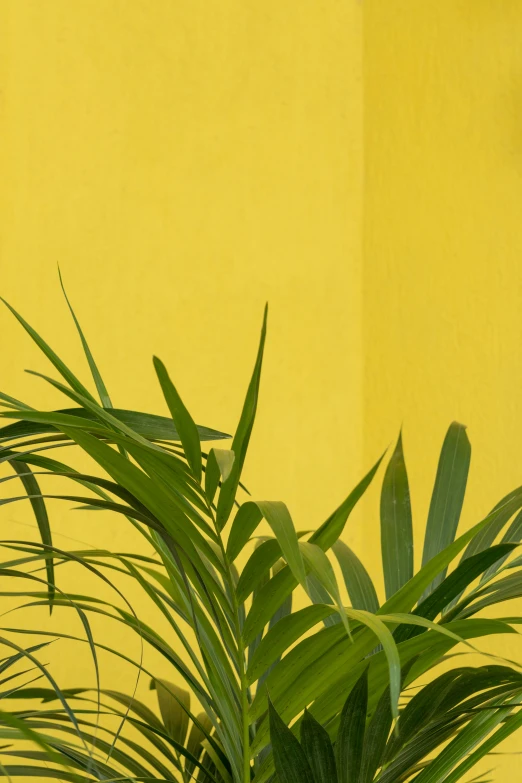 a potted plant in front of a yellow wall, palm lines, profile image, solid colours material, zoomed in