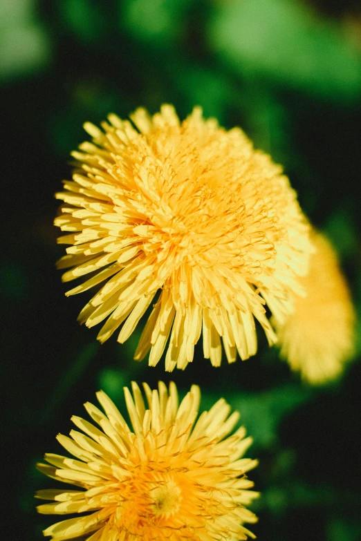 a couple of yellow flowers sitting on top of a lush green field, a macro photograph, renaissance, paper chrysanthemums, ektachrome color photograph, lion's mane, award - winning