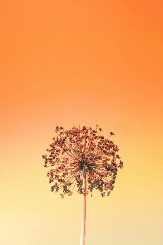 a tall flower sitting on top of a lush green field, unsplash contest winner, minimalism, gradient orange, spaghettification, seeds, 15081959 21121991 01012000 4k