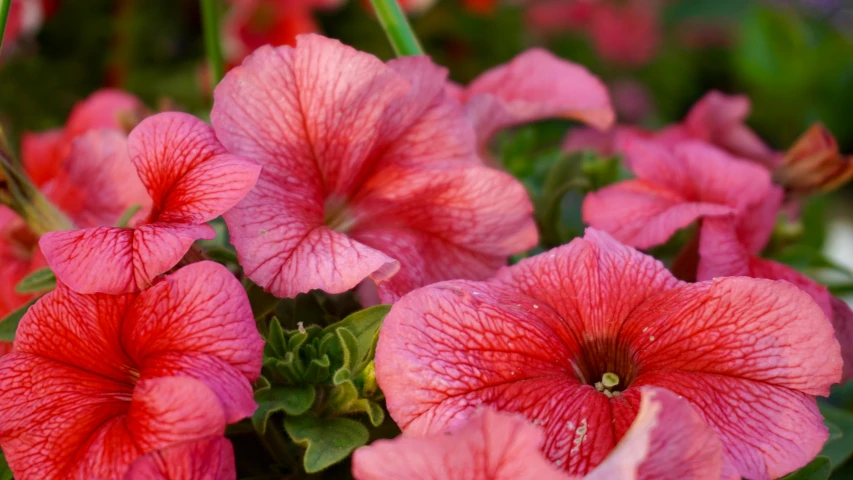 a close up of a bunch of pink flowers, pexels contest winner, renaissance, draped with red hybiscus, flowers in a flower bed, morning glory flowers, high resolution photo