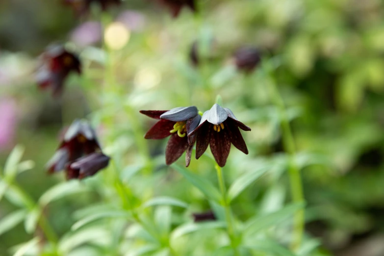 a close up of a flower in a garden, by David Simpson, hurufiyya, huge bulbous pitch black eyes, chocolate, bells, main colour - black