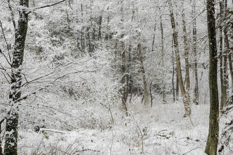 a snow covered forest filled with lots of trees, a portrait, flickr, william penn state forest, lpoty, high detail photo, barely visible