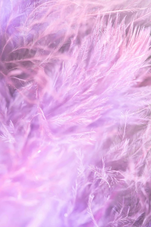 a close up of a bunch of purple feathers, a macro photograph, pexels, made of cotton candy, twirling glowing sea plants, pastel', color image