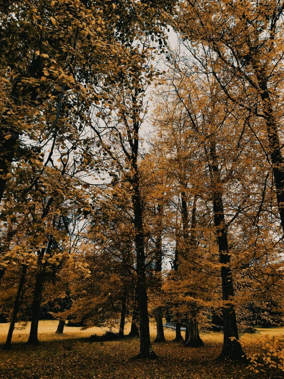 a group of trees that are standing in the grass, inspired by Elsa Bleda, unsplash, brown and gold color palette, seasons!! : 🌸 ☀ 🍂 ❄, grassy autumn park outdoor, yellows and blacks