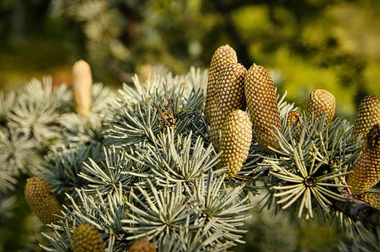 a close up of a bunch of pine cones on a tree, by Arthur Sarkissian, unsplash, hurufiyya, detailed trees in bloom, slide show, blue, with matsu pine trees