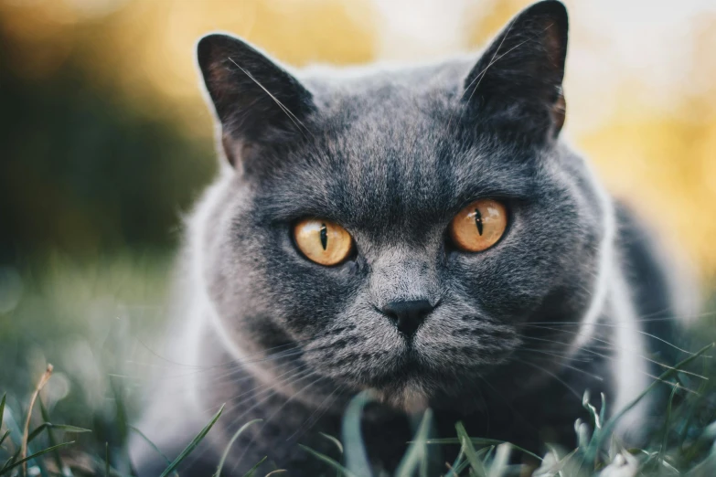 a gray cat with yellow eyes laying in the grass, pexels contest winner, instagram post, australian, extreme close - up shot, extremely plump