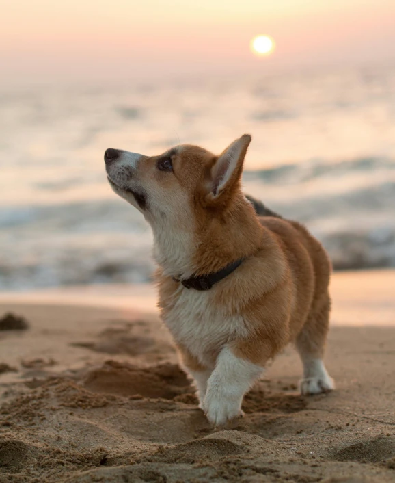 a dog standing on top of a sandy beach, during a sunset, corgi, lgbtq, leaked photo