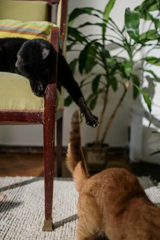 two cats playing with each other on a rug, by Jan Tengnagel, unsplash, visual art, armchairs, kung fu, shows a leg, oops