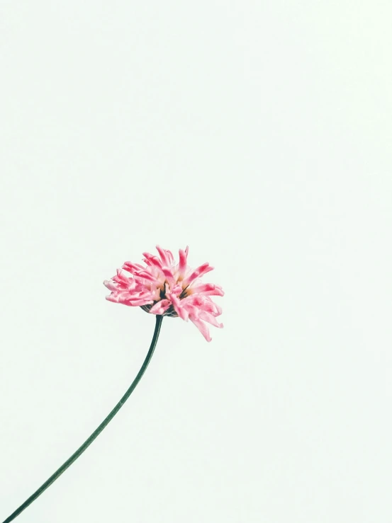 a single pink flower in a vase against a white background, unsplash, medium format, clover, ((pink)), minimalist lines