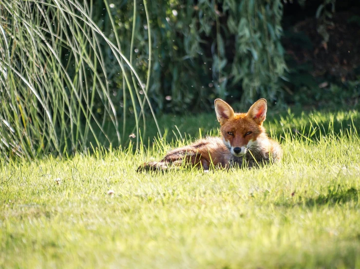 a fox that is laying down in the grass, by Sebastian Vrancx, pexels contest winner, in the sun, pokemon in the wild, sitting in the garden, hot summer day