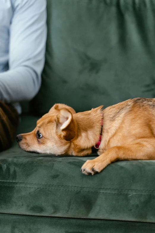 a brown dog laying on top of a green couch, trending on pexels, parents watching, woman very tired, calmly conversing 8k, small dog