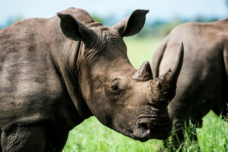 a couple of rhino standing on top of a lush green field, up-close, wwf, highly upvoted, african facial features