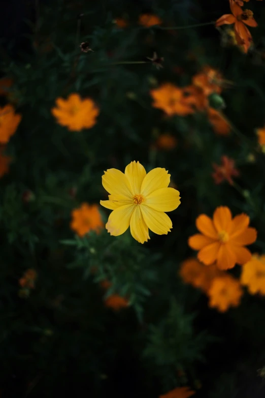 a yellow flower sitting on top of a lush green field, unsplash contest winner, minimalism, miniature cosmos, orange blooming flowers garden, dark flowers, various sizes