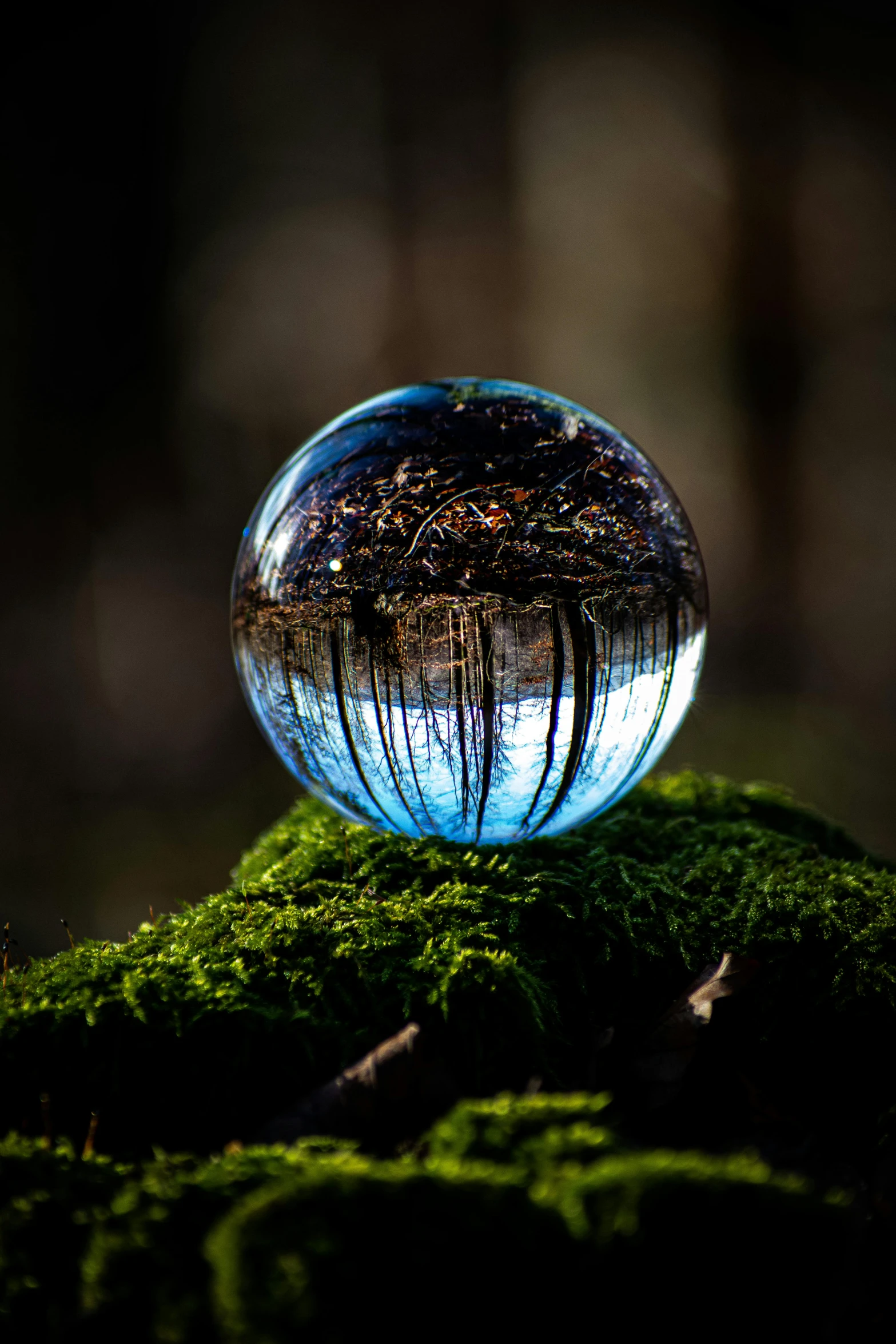 a glass ball sitting on top of a moss covered rock, a macro photograph, by Jacob Kainen, unsplash contest winner, environmental art, blue marble, forest light, avatar image