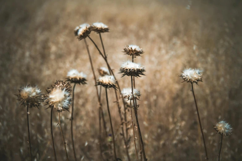 a bunch of dried flowers in a field, inspired by Elsa Bleda, unsplash, land art, brown and white color scheme, instagram post, central california, unsplash photo contest winner
