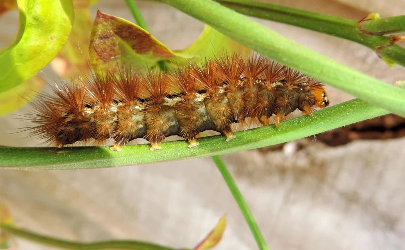 a close up of a cater on a plant, by Jan Rustem, pixabay, hurufiyya, moist brown carpet, the caterpillar, thick fluffy tail, “ iron bark