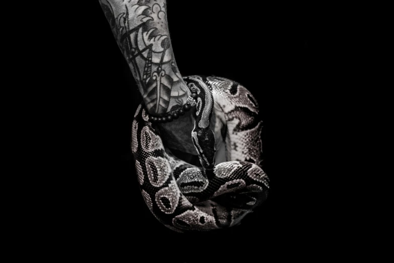 a close up of a person holding a snake, a tattoo, trending on pexels, hyperrealism, high contrast!!, with a black background, tattoo stencil, talons