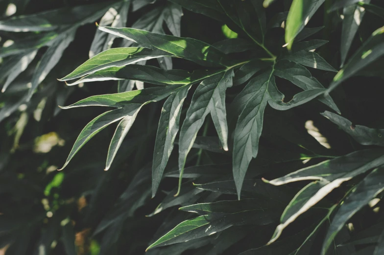 a close up of a plant with green leaves, trending on unsplash, hurufiyya, multiple stories, background image, alessio albi, exotic trees