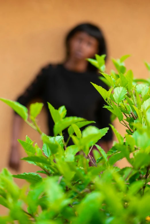 a close up of a plant with a person in the background, by Chinwe Chukwuogo-Roy, mint leaves, african ameera al taweel, exterior shot, sustainable