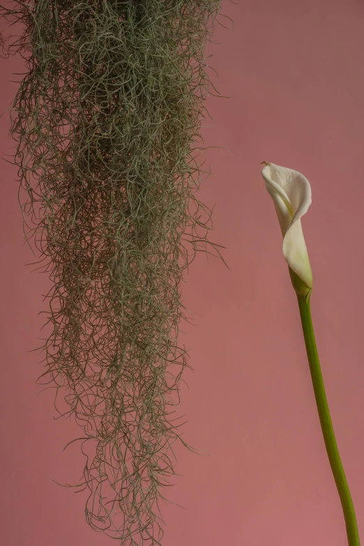 a white flower sitting on top of a green stem, an album cover, inspired by Robert Mapplethorpe, conceptual art, spanish moss, pink grass, hans bellmer and nadav kander, long twirling moustache