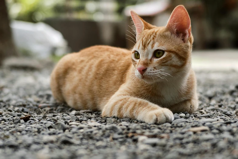 a cat that is laying down on the ground, by Julia Pishtar, unsplash, hr ginger, realistic footage, microscopic cat, on the concrete ground