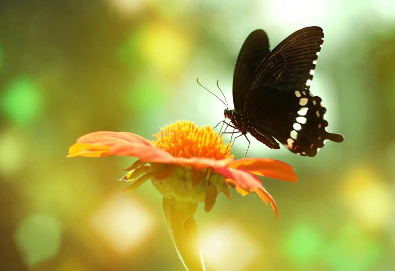 a butterfly that is sitting on a flower, slide show, jingna zhang, no cropping, beautifully daylight