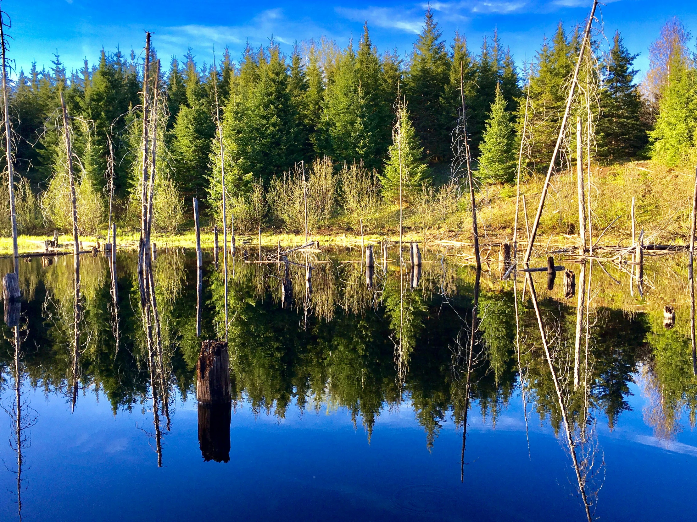 a large body of water surrounded by trees, by Jan Rustem, flickr, fan favorite, deforested forest background, pacific northwest, blue reflections