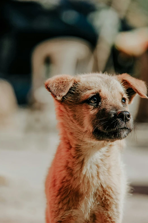 a small brown dog sitting on top of a cement floor, pexels contest winner, closeup of an adorable, slightly pixelated, puppies, thoughtful )