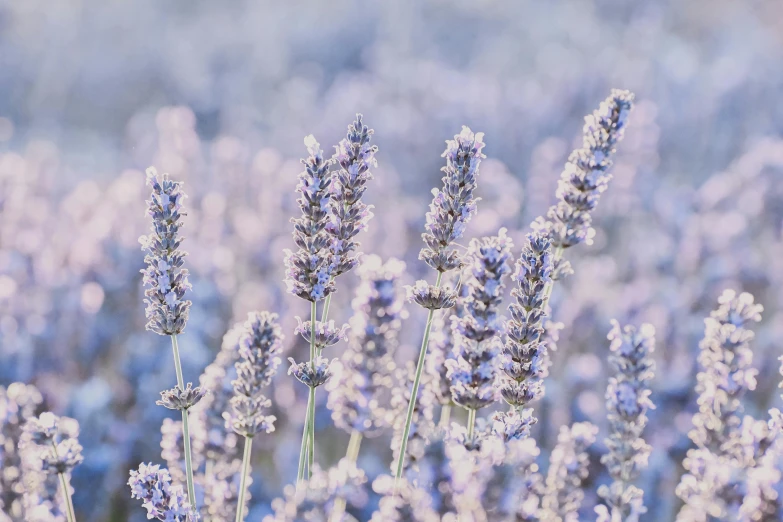 a close up of a bunch of lavender flowers, by Carey Morris, pexels, at gentle dawn blue light, instagram post, grey, heat shimmering