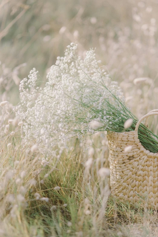 a basket that is sitting in the grass, by Anna Boch, gypsophila, close up of lain iwakura, serene field setting